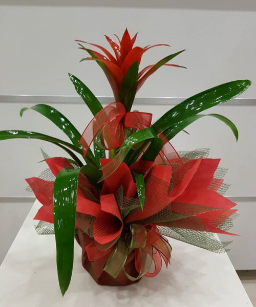 Guzmania