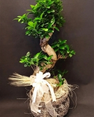Bonzai fukus